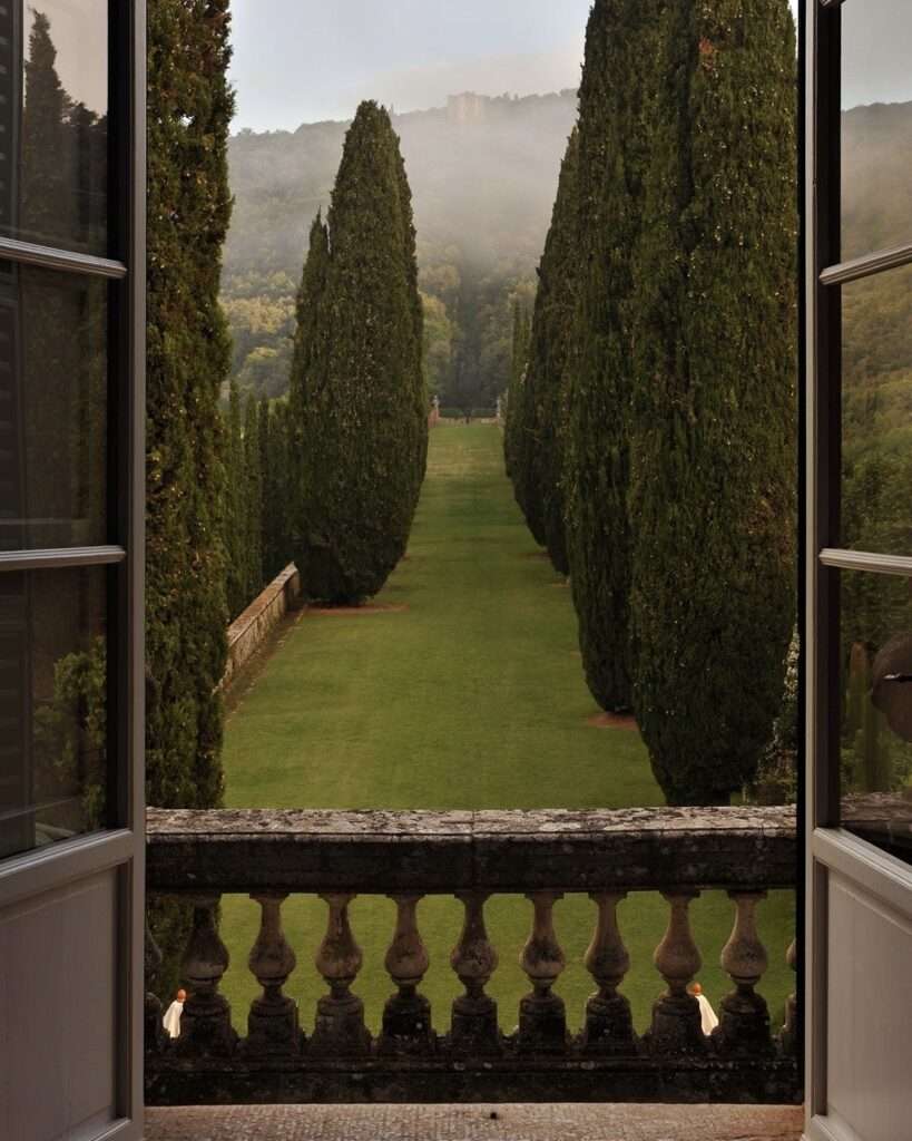 Misty garden view with tall evergreen trees.