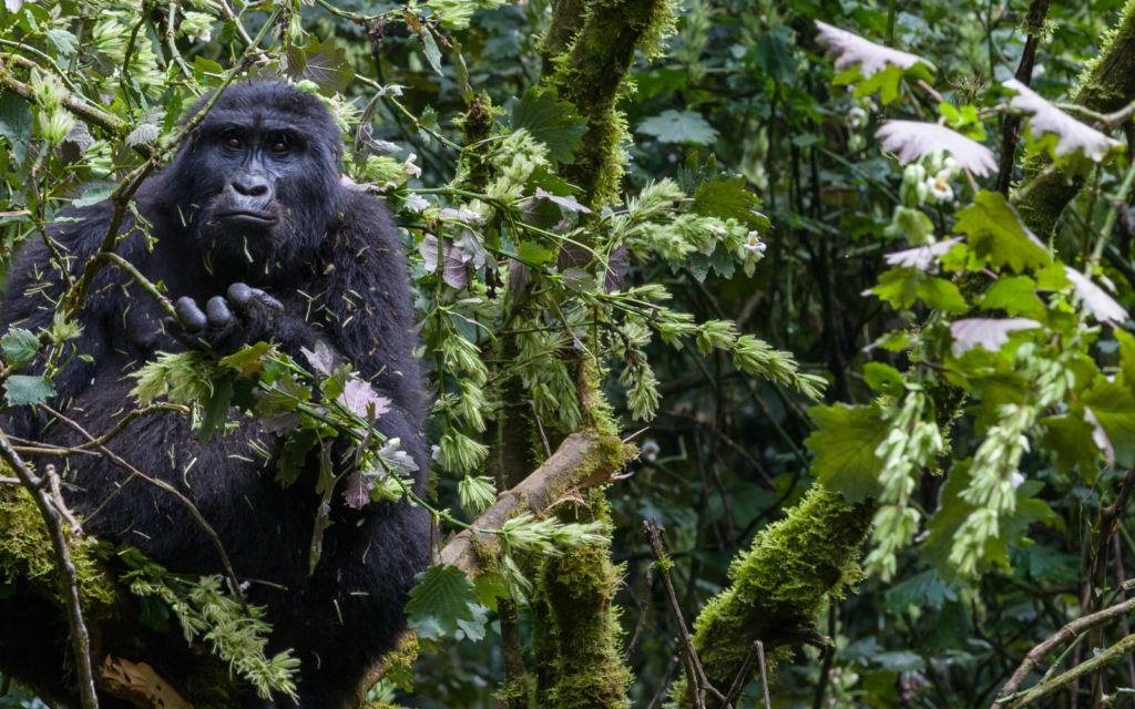 Gorilla in dense forest foliage